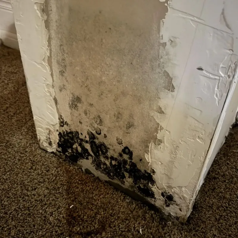 Professional Mold Removal in Howard County, TX